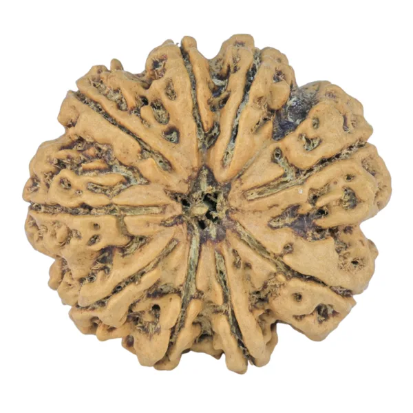 9 Mukhi Rudraksha 28.5mm 5.54gm - Rudraksha