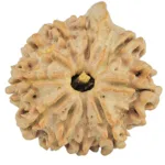 10 Mukhi Ganesh 22.3mm 3.17gm - Rudraksha