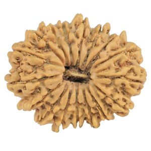 17 Mukhi Rudraksha 29.1mm 4.9gm - Rudraksha