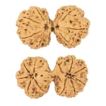 11 MK Gaurishankar 44.5mm 9.85gm - Rudraksha