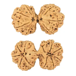 11 MK Gaurishankar 44.5mm 9.85gm - Rudraksha