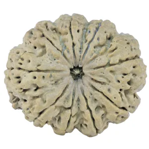 9 Mukhi Rudraksha 33.8mm 6.08gm - Rudraksha