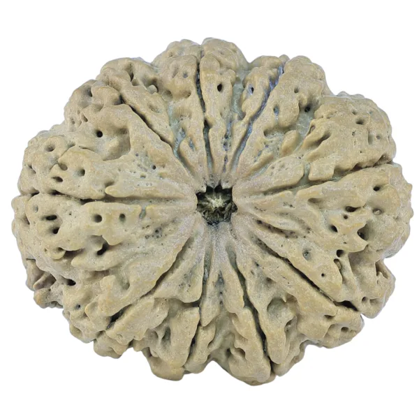 9 Mukhi Rudraksha 33.8mm 6.08gm - Rudraksha