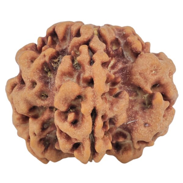 1MK(Underdeveloped) 23.9mm 3.86gm - Rudraksha