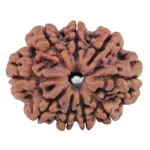 9 Mukhi Rudraksha 27.4mm 4.57gm - Rudraksha