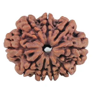 9 Mukhi Rudraksha 27.4mm 4.57gm - Rudraksha