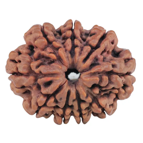 9 Mukhi Rudraksha 27.4mm 4.57gm - Rudraksha
