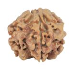 1MK(Underdeveloped) 24.4mm 4.65gm - Rudraksha