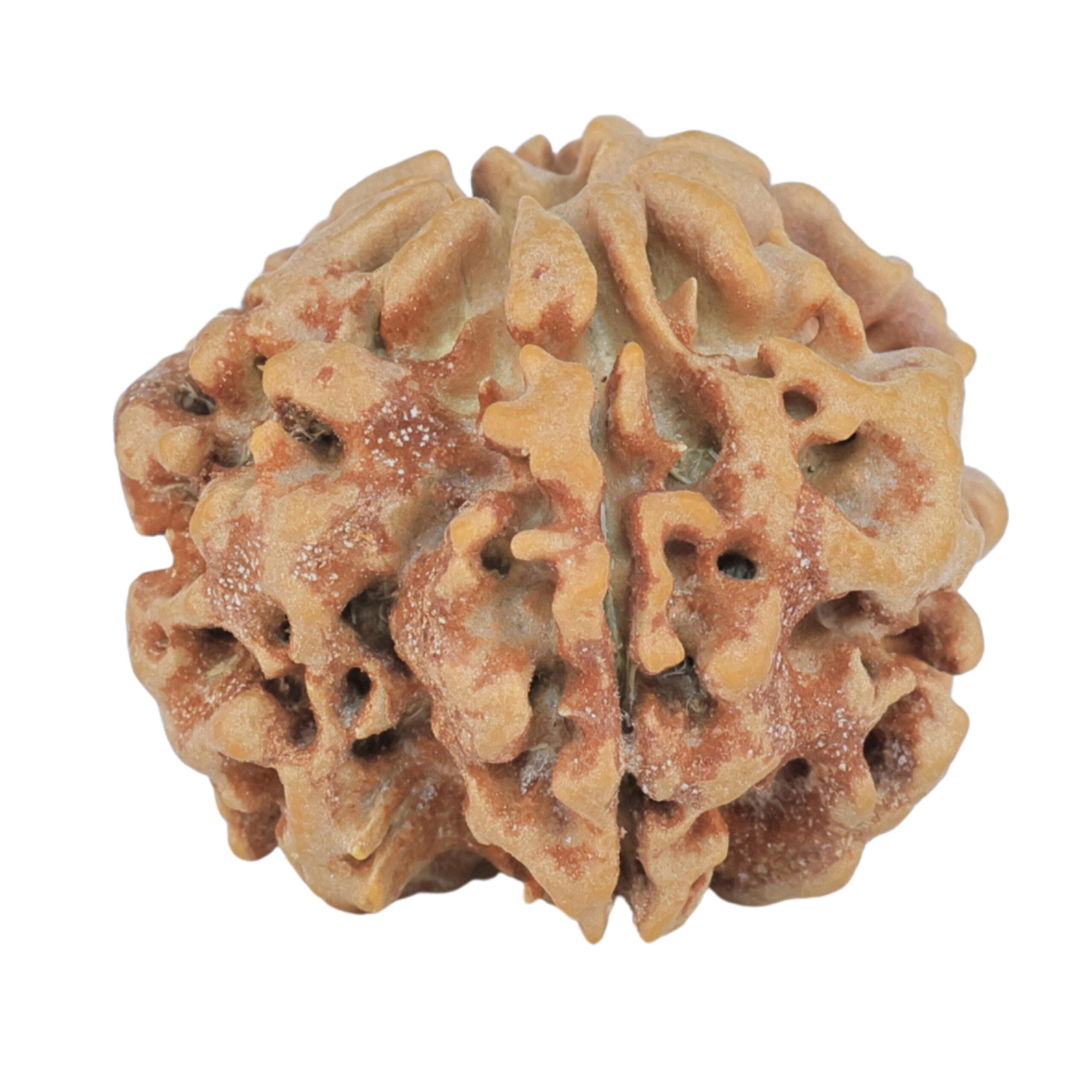 1MK(Underdeveloped) 24.4mm 4.65gm - Rudraksha