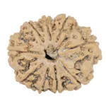 9 Mukhi Rudraksha 26.8mm 4.49gm - Rudraksha