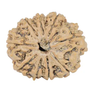 9 Mukhi Rudraksha 26.8mm 4.49gm - Rudraksha