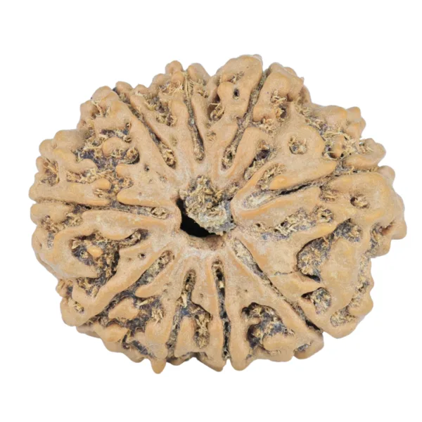 9 Mukhi Rudraksha 26.8mm 4.49gm - Rudraksha