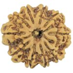 10 Mukhi Rudraksha 28.9mm 6.13gm - Rudraksha