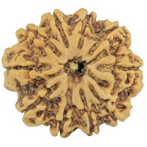 10 Mukhi Rudraksha 28.9mm 6.13gm - Rudraksha