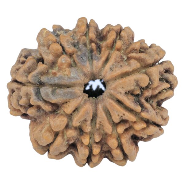 9 Mukhi Rudraksha 25.4mm 4.08gm - Rudraksha