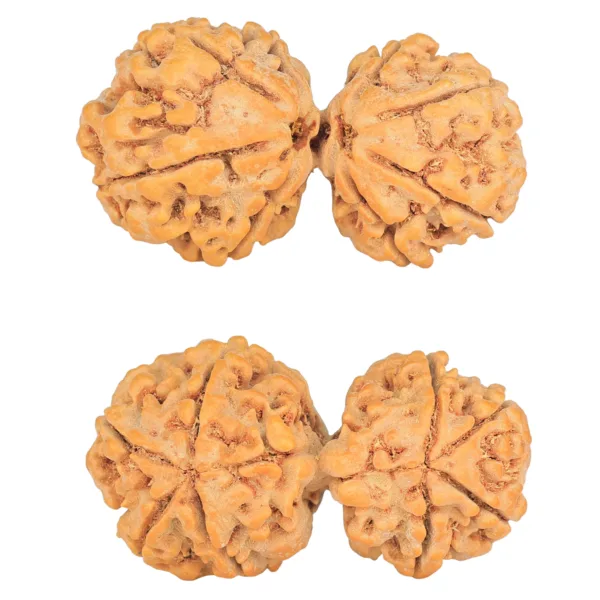 8 MK Gaurishankar 38.2mm 8.08gm - Rudraksha