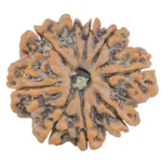 9 Mukhi Rudraksha 28.4mm 5.44gm - Rudraksha