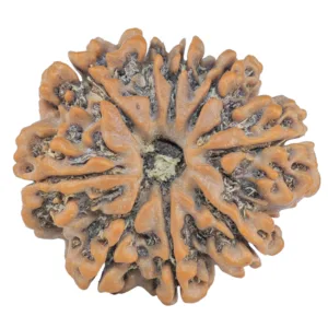 9 Mukhi Rudraksha 28.4mm 5.44gm - Rudraksha