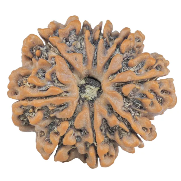 9 Mukhi Rudraksha 28.4mm 5.44gm - Rudraksha