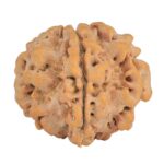 1MK(Underdeveloped) 23.2mm 4.15gm - Rudraksha