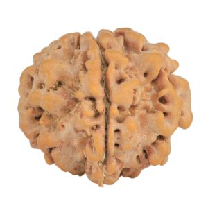 1MK(Underdeveloped) 23.2mm 4.15gm - Rudraksha