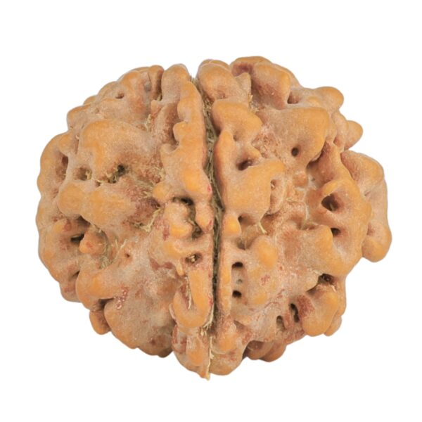 1MK(Underdeveloped) 23.2mm 4.15gm - Rudraksha