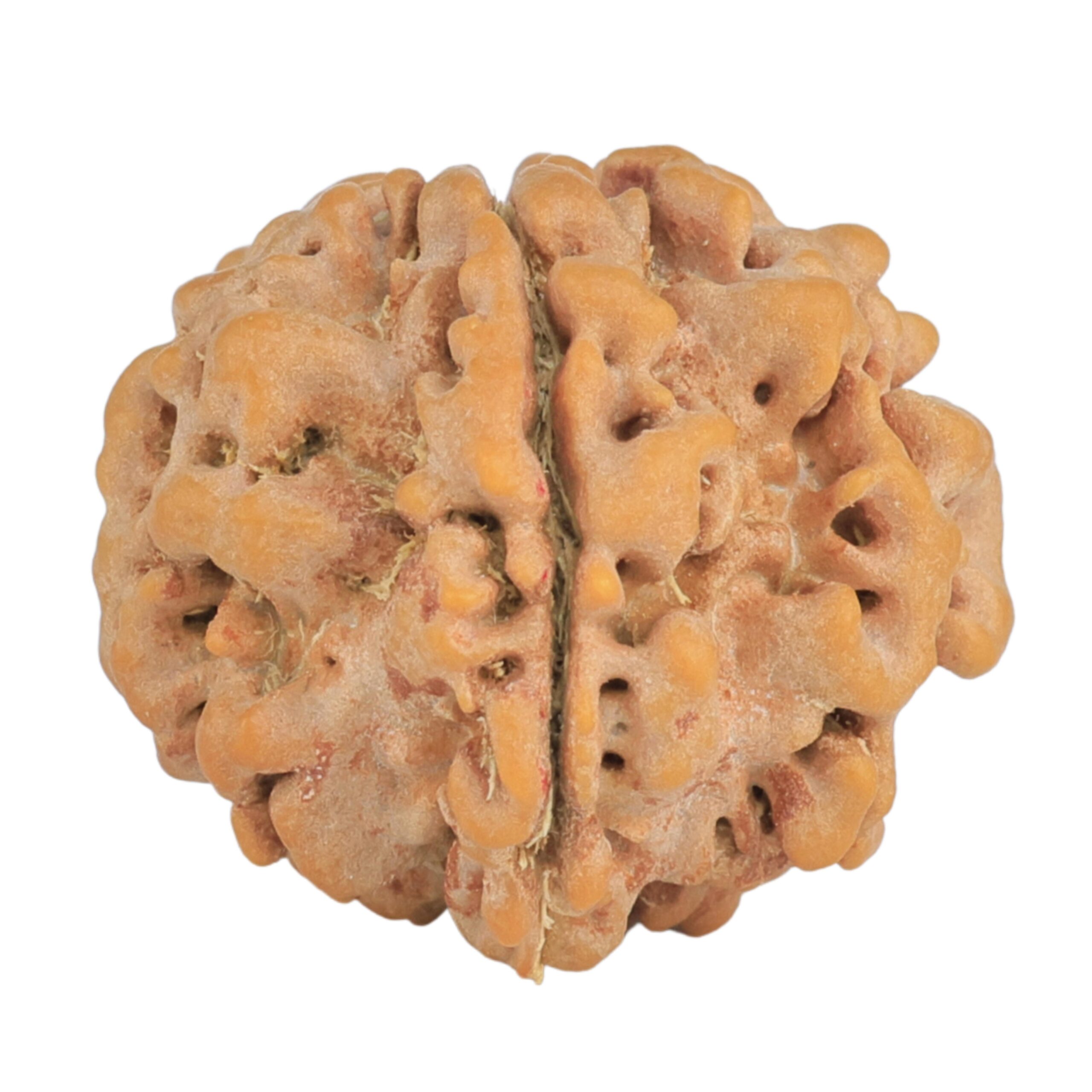 1MK(Underdeveloped) 23.2mm 4.15gm - Rudraksha