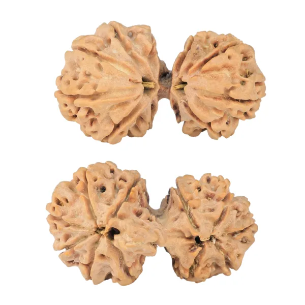 11 MK Gaurishankar 38.7mm 7.83gm - Rudraksha