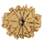 10 Mukhi Rudraksha 25.9mm 4.09gm - Rudraksha