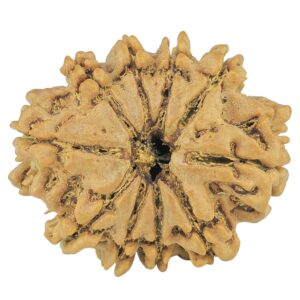 10 Mukhi Rudraksha 25.9mm 4.09gm - Rudraksha