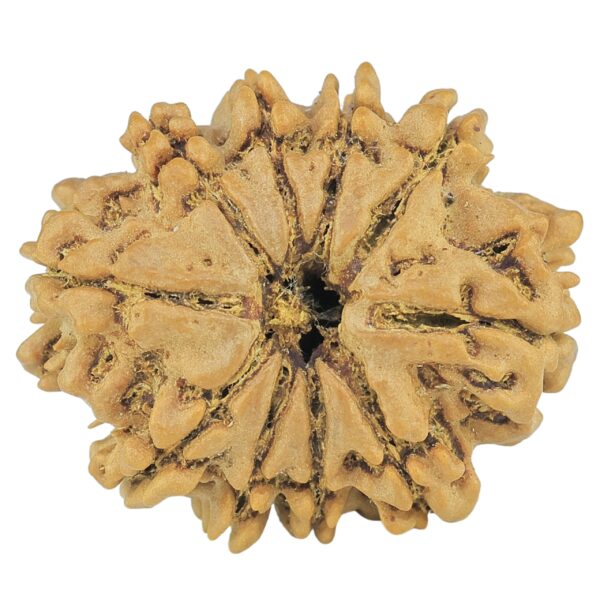 10 Mukhi Rudraksha 25.9mm 4.09gm - Rudraksha
