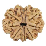 9 Mukhi Rudraksha 31.8mm 8.12gm - Rudraksha