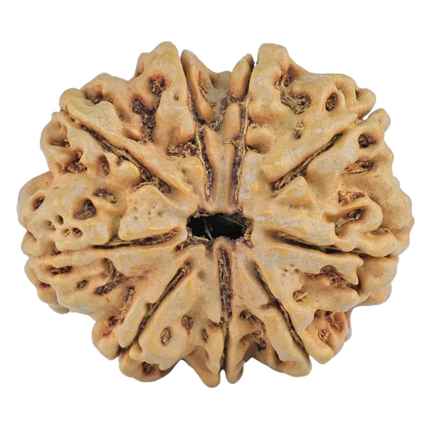 9 Mukhi Rudraksha 31.8mm 8.12gm - Rudraksha