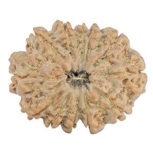 12 Mukhi Rudraksha 30.2mm 6.13gm - Rudraksha