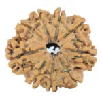 9 Mukhi Rudraksha 26.2mm 4.29gm - Rudraksha