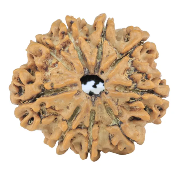 9 Mukhi Rudraksha 26.2mm 4.29gm - Rudraksha