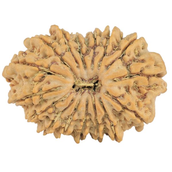 16 Mukhi Rudraksha 26.6mm 3.38gm - Rudraksha