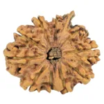 10 Mukhi Ganesh 27.5mm 3.57gm - Rudraksha