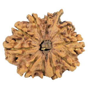 10 Mukhi Ganesh 27.5mm 3.57gm - Rudraksha