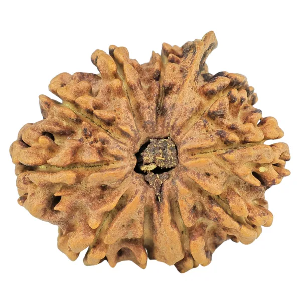 10 Mukhi Ganesh 27.5mm 3.57gm - Rudraksha
