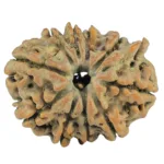 10 Mukhi Ganesh 24.2mm 3.68gm - Rudraksha