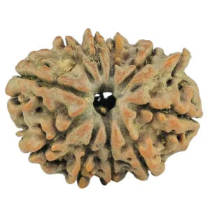 10 Mukhi Ganesh 24.2mm 3.68gm - Rudraksha