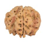 1MK(Underdeveloped) 24.6mm 4.84gm - Rudraksha