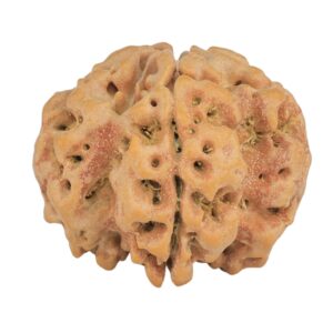1MK(Underdeveloped) 24.6mm 4.84gm - Rudraksha
