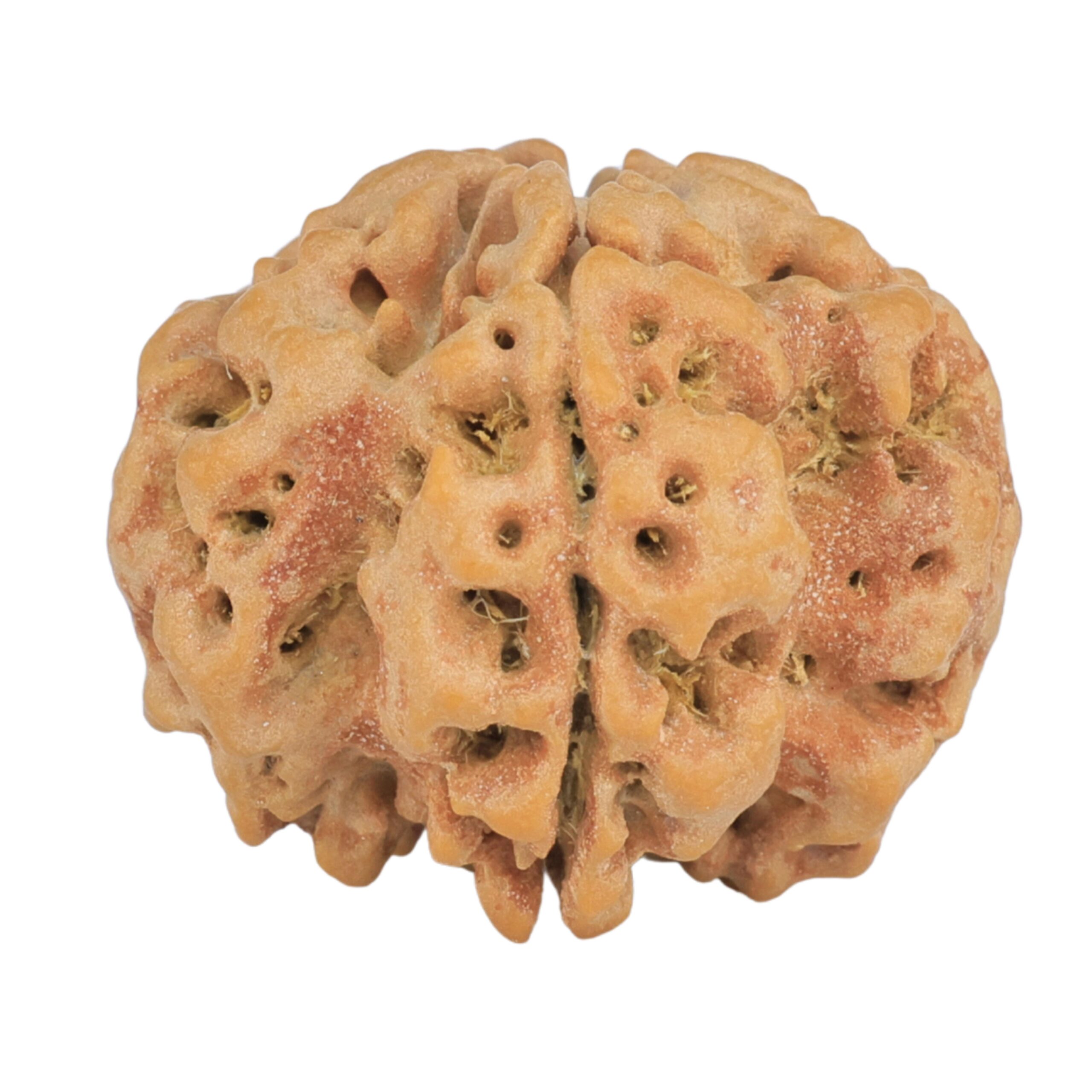 1MK(Underdeveloped) 24.6mm 4.84gm - Rudraksha