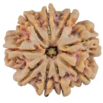 9 Mukhi Rudraksha 27.9mm 7.32gm - Rudraksha