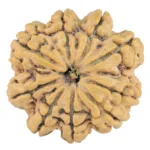 9 Mukhi Rudraksha 29.5mm 5.73gm - Rudraksha