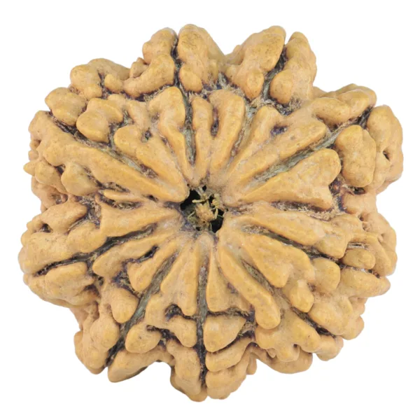 9 Mukhi Rudraksha 29.5mm 5.73gm - Rudraksha