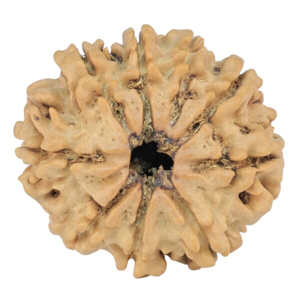 9 Mukhi Rudraksha 25.1mm 3.72gm - Rudraksha