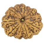 11 Mukhi Rudraksha 33.8mm 7.88gm - Rudraksha